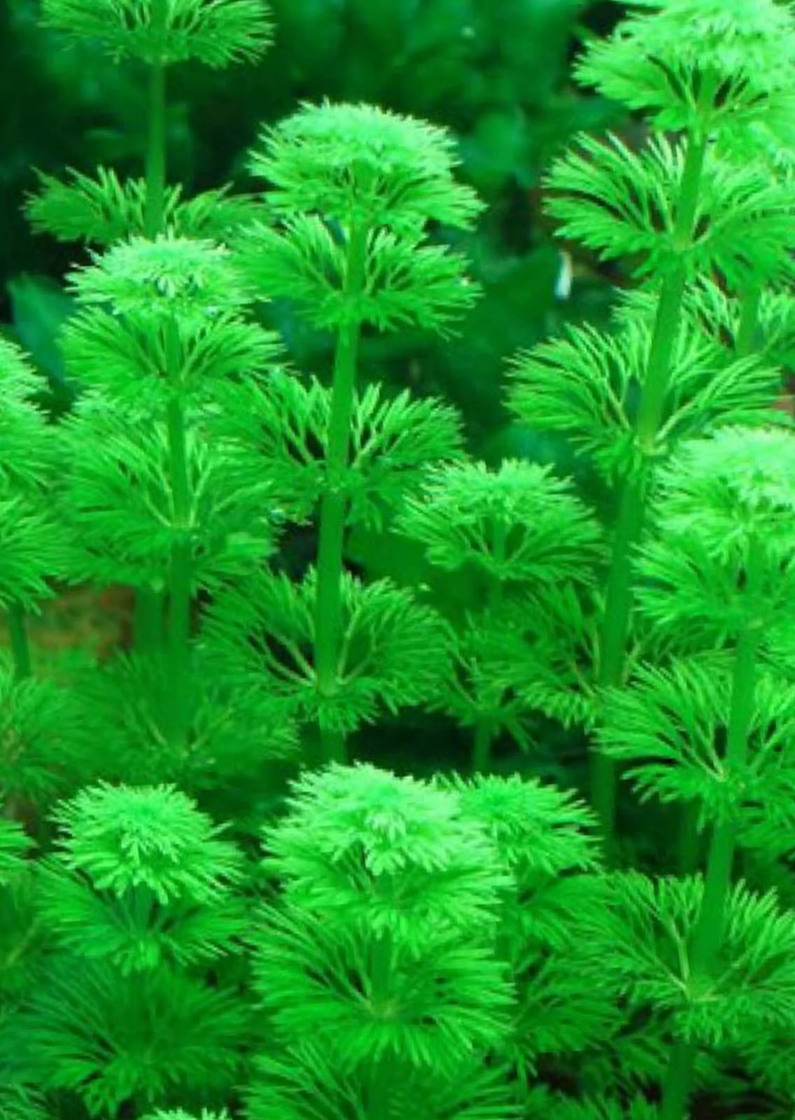 Limnophila sessiliflora